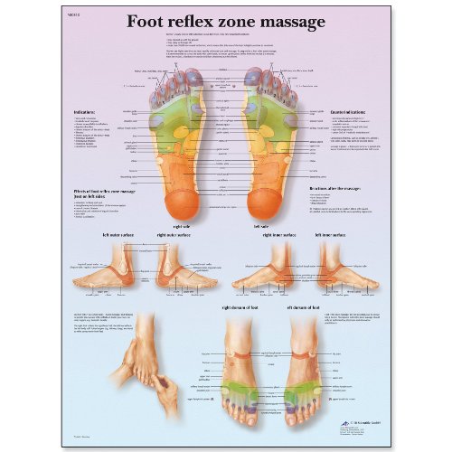 3B Scientific VR1810L Glossy UV Resistant Laminated Paper Foot Reflex Zone Massage Anatomical Chart, Poster Size 20" Width x 26" Height