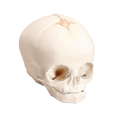 3B Scientific A25 30th Week of Pregnancy Natural Cast Fetal Skull Model, 5.5" x 3.5" x 3.5"