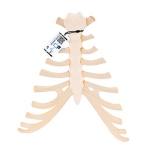 3b scientific a69 sternum w/ rib cartilage - 3b smart anatomy