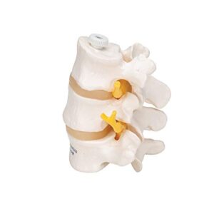 3B Scientific A76/8 3 Lumbar Vertebrae flexibly mounted - 3B Smart Anatomy