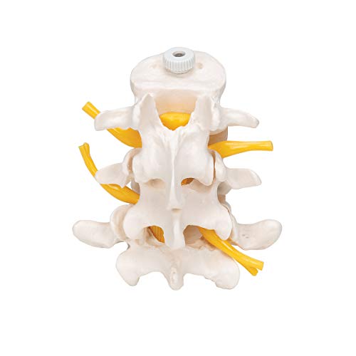 3B Scientific A76/8 3 Lumbar Vertebrae flexibly mounted - 3B Smart Anatomy