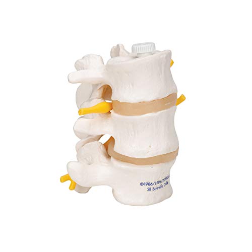 3B Scientific A76/8 3 Lumbar Vertebrae flexibly mounted - 3B Smart Anatomy