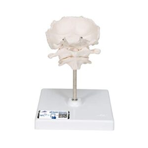 3b scientific a71/5 atlas and axis w/ occipital plate on stand - 3b smart anatomy