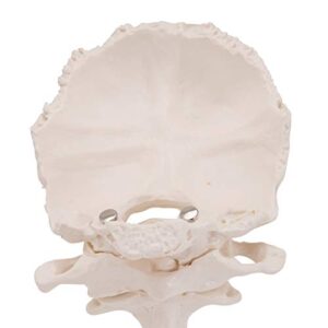 3B Scientific A71/5 Atlas and Axis w/ Occipital Plate on stand - 3B Smart Anatomy