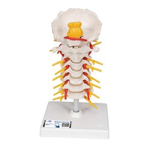 3b scientific a72 cervical spinal column - 3b smart anatomy