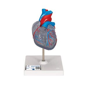 3b scientific g08/3 classic heart w/ conducting system 2-part - 3b smart anatomy