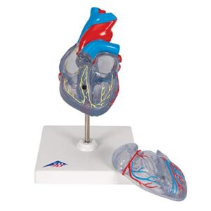 3B Scientific G08/3 Classic Heart w/ Conducting System 2-part - 3B Smart Anatomy