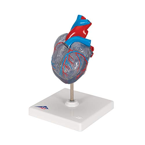 3B Scientific G08/3 Classic Heart w/ Conducting System 2-part - 3B Smart Anatomy