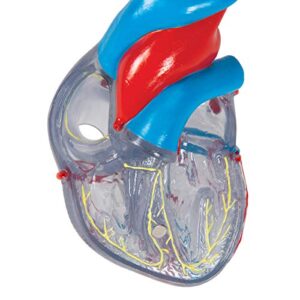 3B Scientific G08/3 Classic Heart w/ Conducting System 2-part - 3B Smart Anatomy