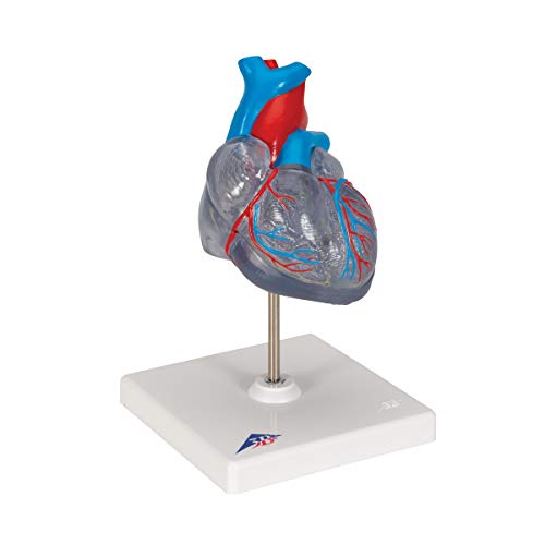 3B Scientific G08/3 Classic Heart w/ Conducting System 2-part - 3B Smart Anatomy