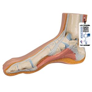 3b scientific m30 normal foot - 3b smart anatomy