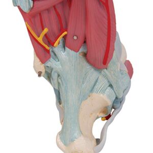 3B Scientific M34/1 Foot Skeleton w/ Ligaments and Muscles - 3B Smart Anatomy
