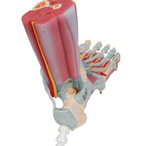 3B Scientific M34/1 Foot Skeleton w/ Ligaments and Muscles - 3B Smart Anatomy