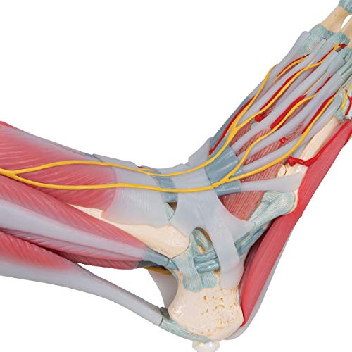 3B Scientific M34/1 Foot Skeleton w/ Ligaments and Muscles - 3B Smart Anatomy