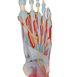 3B Scientific M34/1 Foot Skeleton w/ Ligaments and Muscles - 3B Smart Anatomy