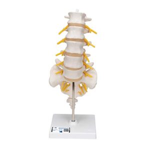 3b scientific a74 lumbar spinal column - 3b smart anatomy