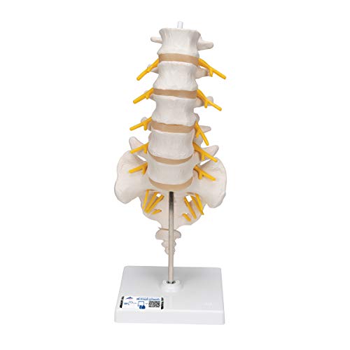 3B Scientific A74 Lumbar Spinal Column - 3B Smart Anatomy