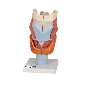 3b scientific g21 larynx 2x life size 7-part - 3b smart anatomy