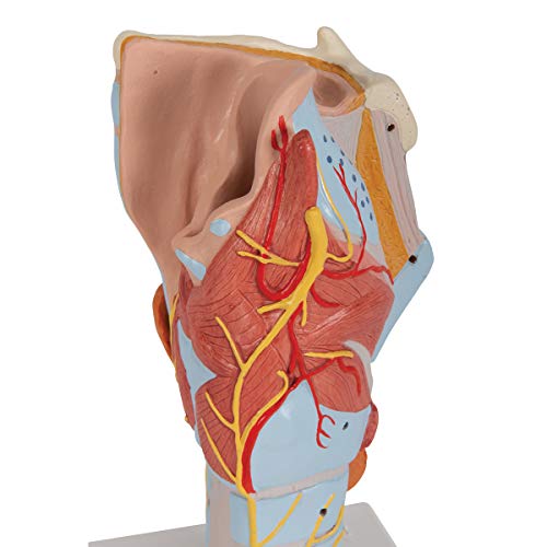 3B Scientific G21 Larynx 2x life size 7-part - 3B Smart Anatomy