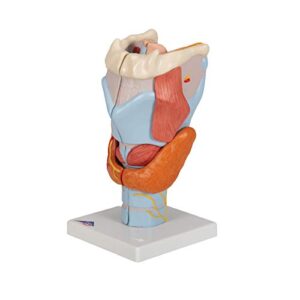 3B Scientific G21 Larynx 2x life size 7-part - 3B Smart Anatomy