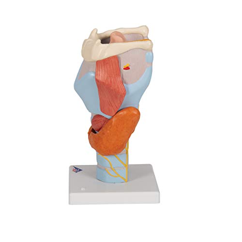 3B Scientific G21 Larynx 2x life size 7-part - 3B Smart Anatomy