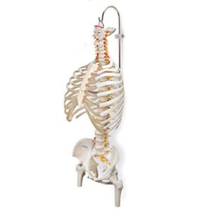 3B Scientific A59/8 Spinal column stand Multifunctional - 3B Smart Anatomy