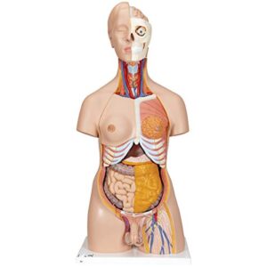 3b scientific b32 deluxe dual-sex torso 20-part - 3b smart anatomy