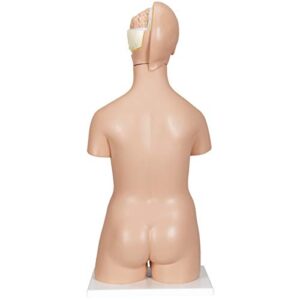 3B Scientific B32 Deluxe Dual-Sex Torso 20-part - 3B Smart Anatomy