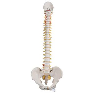 3b scientific a58/1 classic flexible spine male - 3b smart anatomy