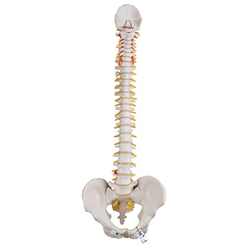 3B Scientific A58/1 Classic Flexible Spine male - 3B Smart Anatomy