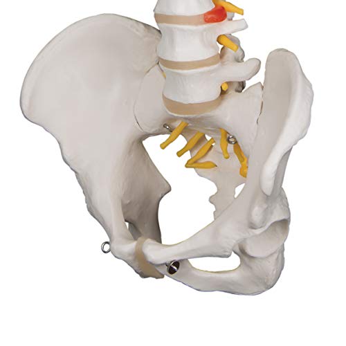 3B Scientific A58/1 Classic Flexible Spine male - 3B Smart Anatomy