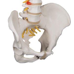 3B Scientific A58/1 Classic Flexible Spine male - 3B Smart Anatomy