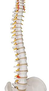 3B Scientific A58/1 Classic Flexible Spine male - 3B Smart Anatomy