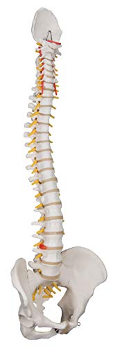 3B Scientific A58/1 Classic Flexible Spine male - 3B Smart Anatomy