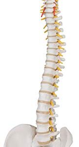 3B Scientific A58/1 Classic Flexible Spine male - 3B Smart Anatomy