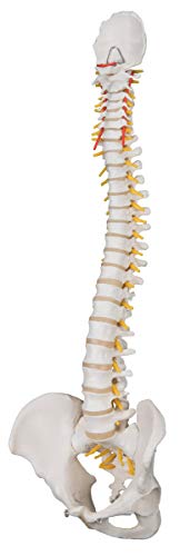 3B Scientific A58/1 Classic Flexible Spine male - 3B Smart Anatomy