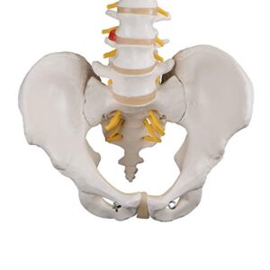 3B Scientific A58/1 Classic Flexible Spine male - 3B Smart Anatomy