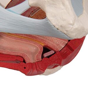 3B Scientific H20/3 Female Pelvis w/ Ligaments 4 Part - 3B Smart Anatomy