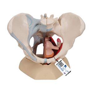 3b scientific h20/3 female pelvis w/ ligaments 4 part - 3b smart anatomy