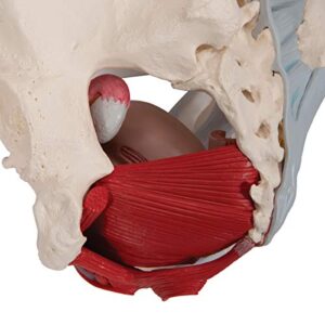 3B Scientific H20/3 Female Pelvis w/ Ligaments 4 Part - 3B Smart Anatomy