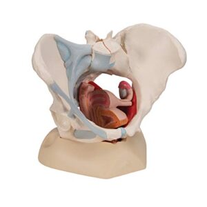 3B Scientific H20/3 Female Pelvis w/ Ligaments 4 Part - 3B Smart Anatomy