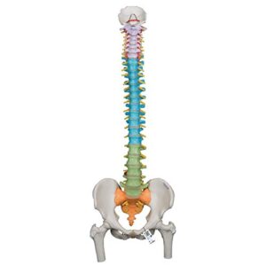 3b scientific a58/9 didactic flexible spine w/ femur heads - 3b smart anatomy