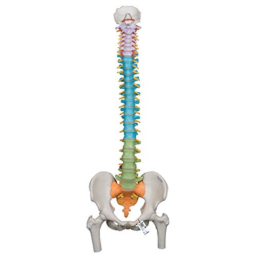 3B Scientific A58/9 Didactic Flexible Spine w/ Femur Heads - 3B Smart Anatomy