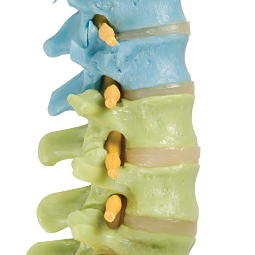 3B Scientific A58/9 Didactic Flexible Spine w/ Femur Heads - 3B Smart Anatomy