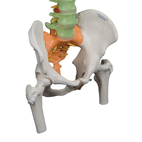 3B Scientific A58/9 Didactic Flexible Spine w/ Femur Heads - 3B Smart Anatomy