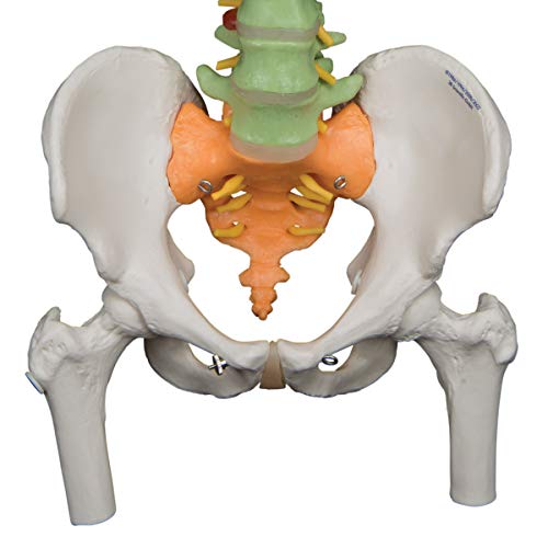 3B Scientific A58/9 Didactic Flexible Spine w/ Femur Heads - 3B Smart Anatomy