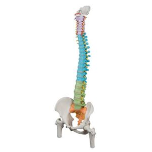 3B Scientific A58/9 Didactic Flexible Spine w/ Femur Heads - 3B Smart Anatomy