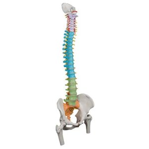 3B Scientific A58/9 Didactic Flexible Spine w/ Femur Heads - 3B Smart Anatomy