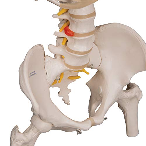 3B Scientific A56/2 Classic Flexible Spine w/ Ribs and Femur Heads - 3B Smart Anatomy