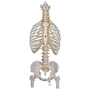 3b scientific a56/2 classic flexible spine w/ ribs and femur heads - 3b smart anatomy